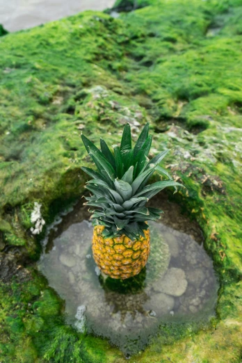 a small pineapple sits on a rock with green grass in the background