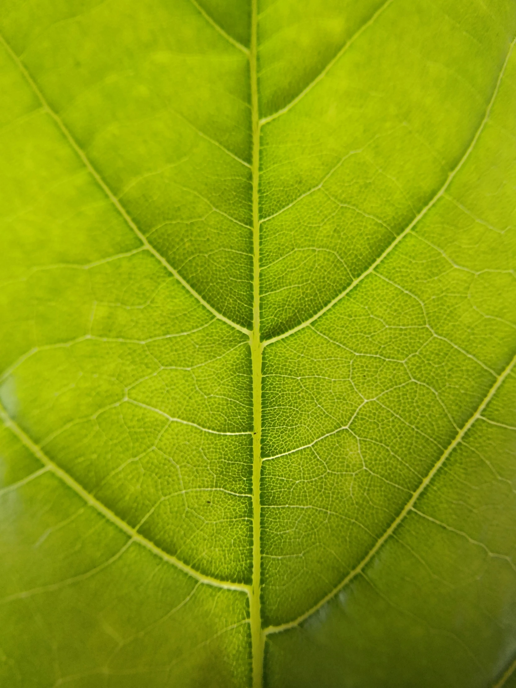 a green leaf that has thin lines on it