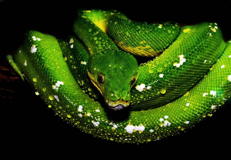 the green snake is coiled up to it's top