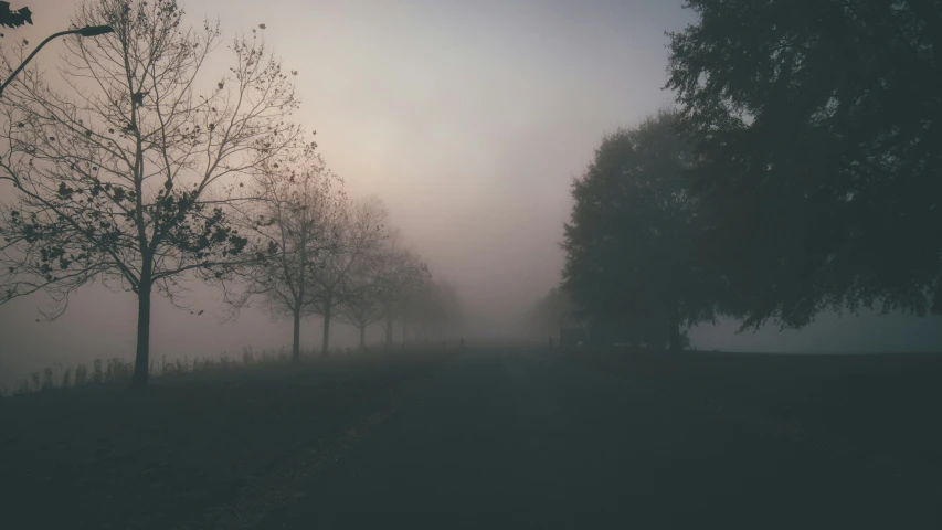 a po of some trees in the fog