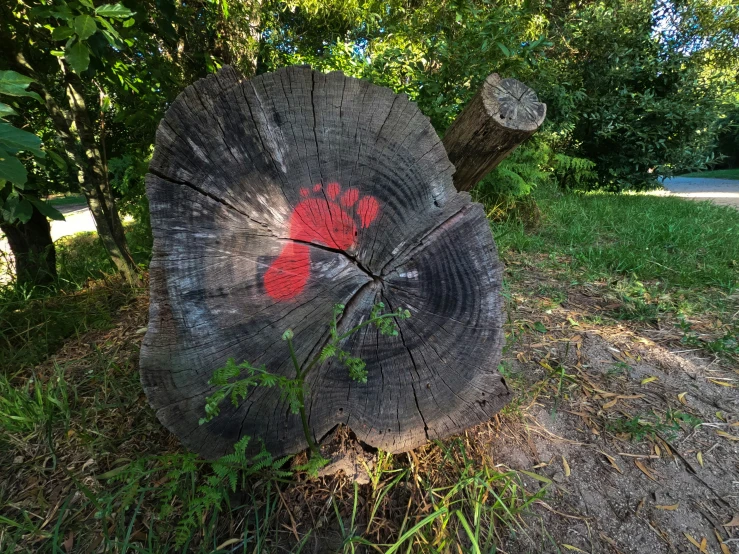 an up - close view of a tree that has been defaced with red paint
