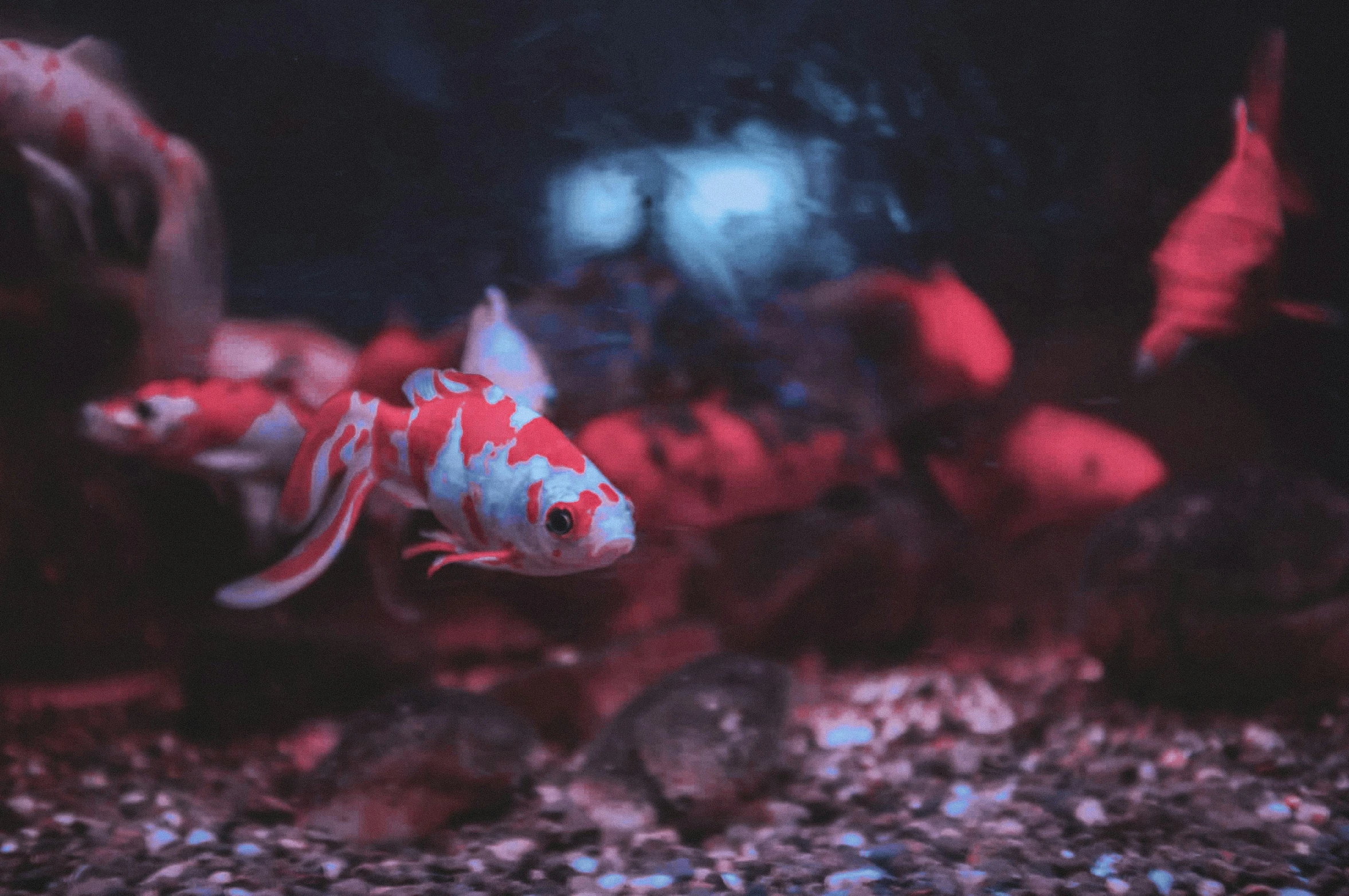 this fish has spots and is red