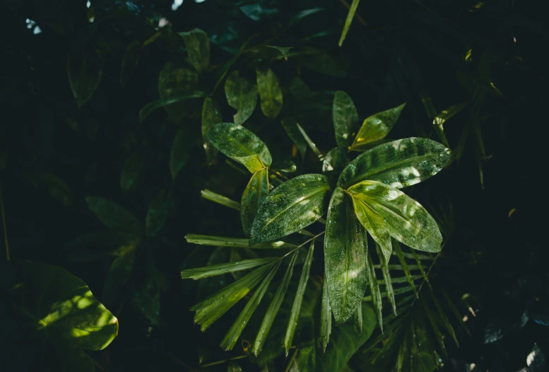 a view of some very green plants and leaves