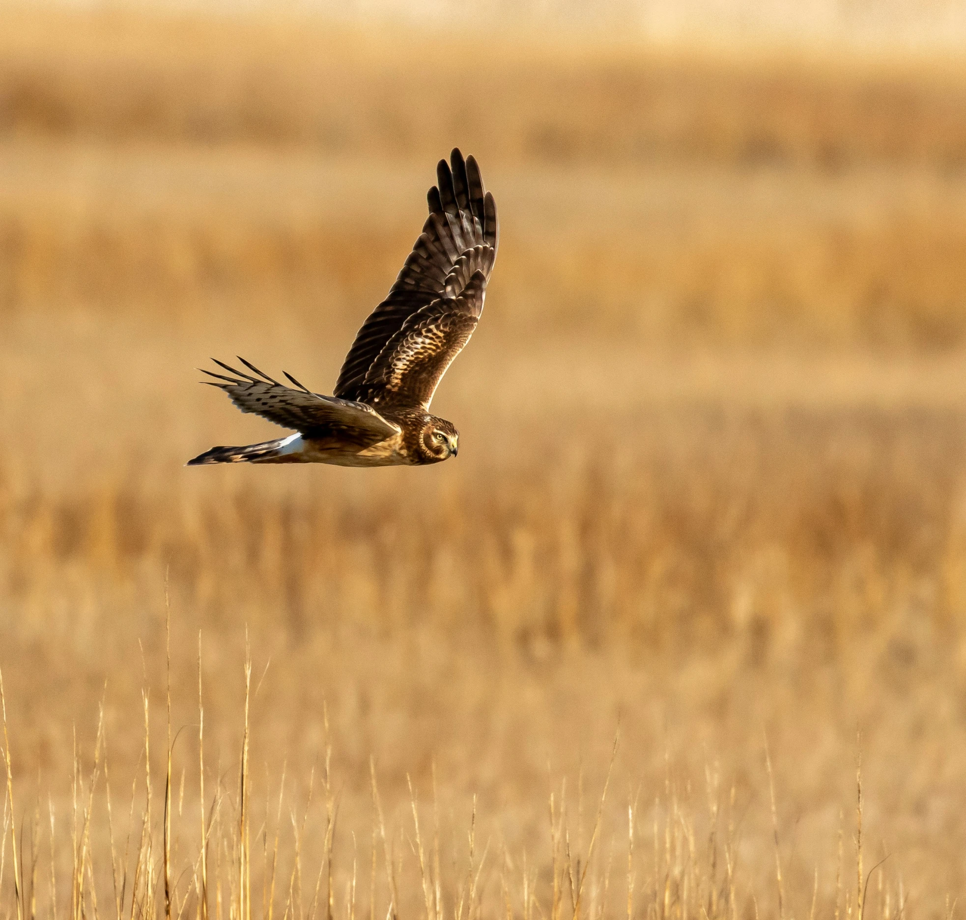 a bird in flight above a dry grass field