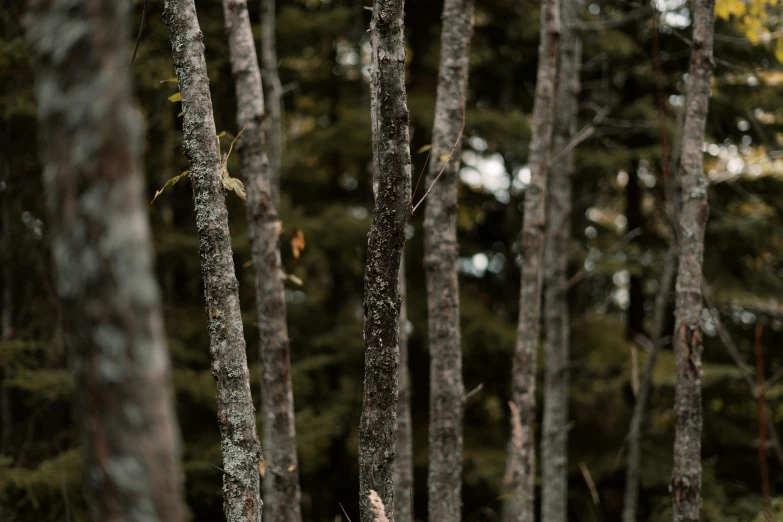 a large group of trees are lined up