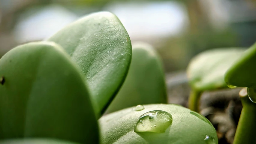 some very pretty green plants with water droplets on them