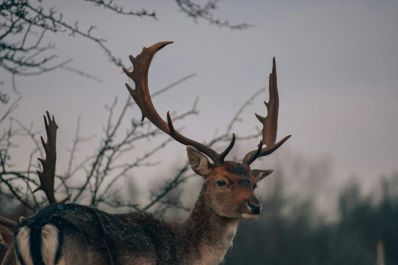 a close up of two deer in a wooded area