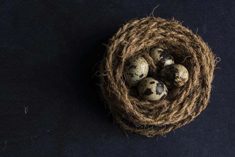 a nest with four quails on a dark blue surface