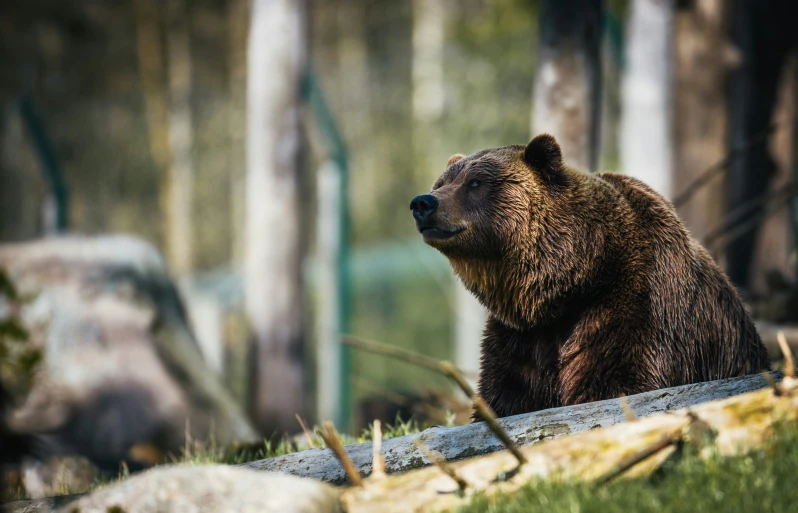 brown bear sitting down with trees in the background