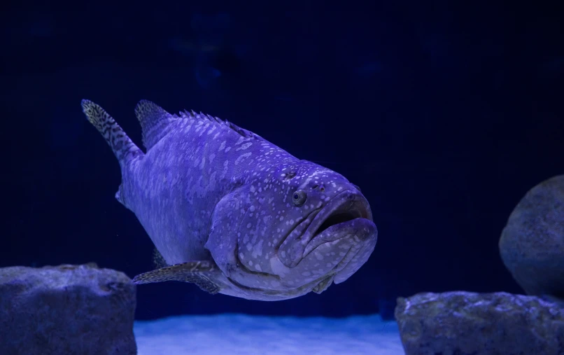 an animal in a blue light on some rocks