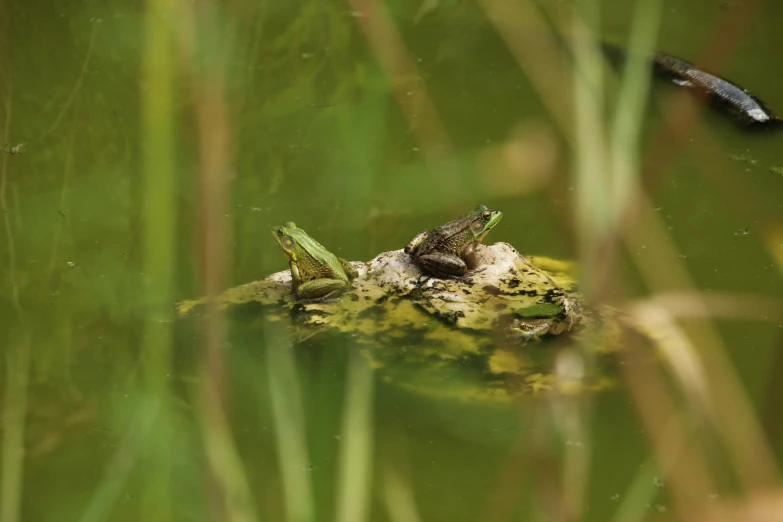 two frogs that are sitting on top of a rock