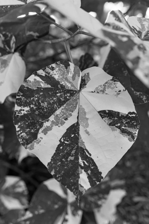 a leaf with some sort of unusual looking thing on it