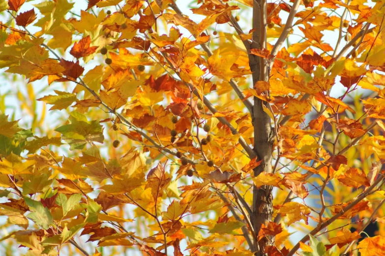 a picture of fall leaves from a tree