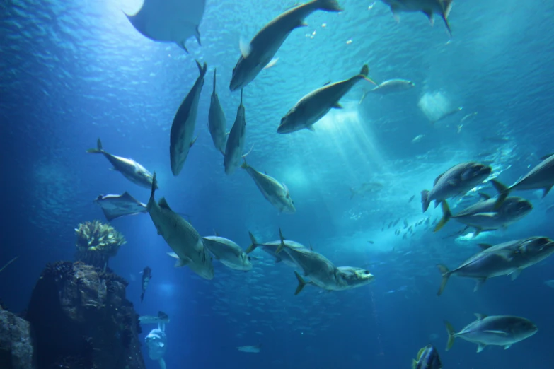 a large aquarium full of fish swims by