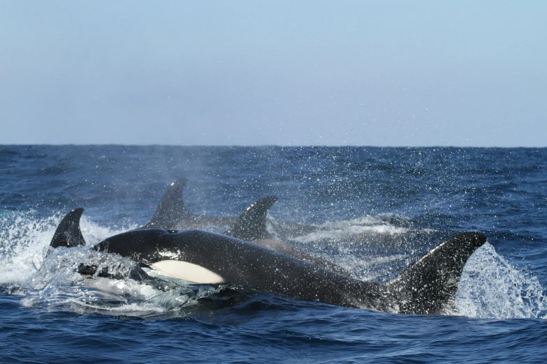 an orca in the ocean splashing in mid air