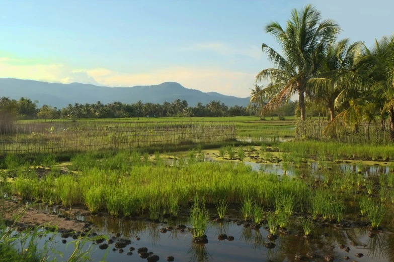 the field is full of plants and water