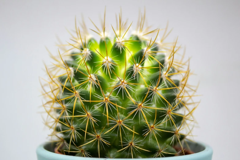 a cactus sits in a small pot