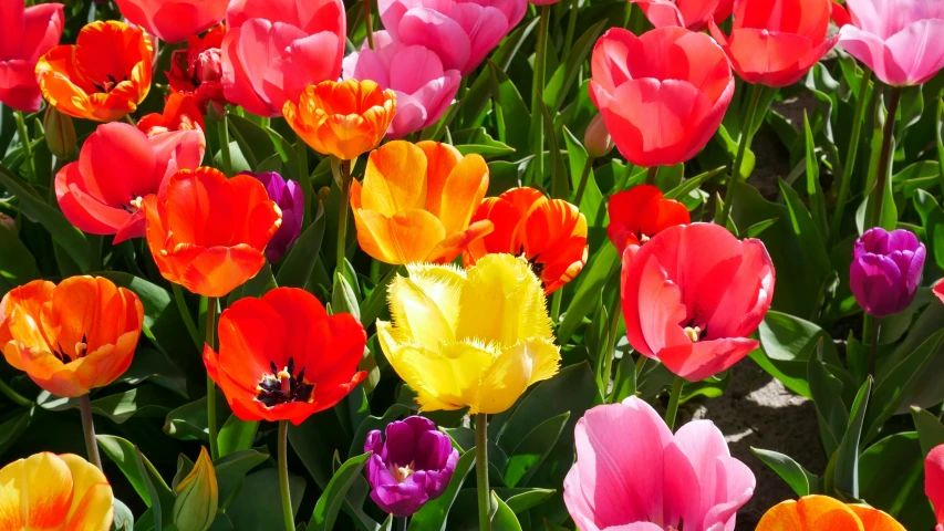 many tulips in a field with water drops