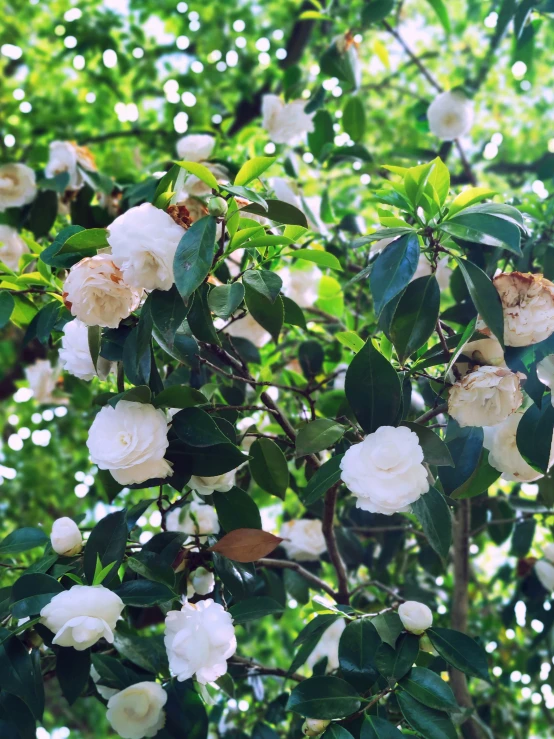 some white flowers growing on a green tree