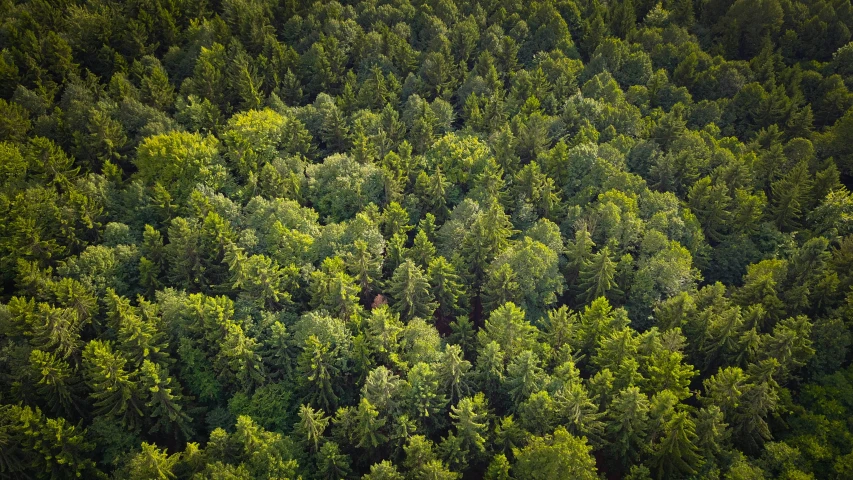 aerial view of lush green forest, with tall trees