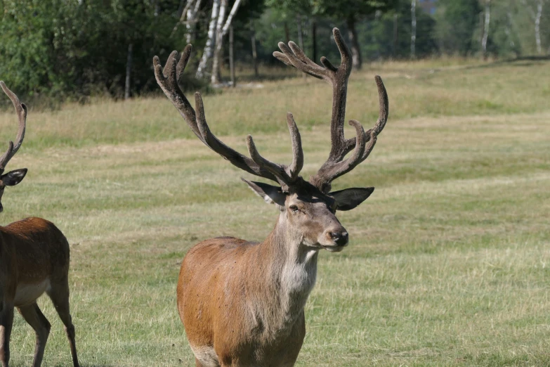 the deer is walking away from the other one