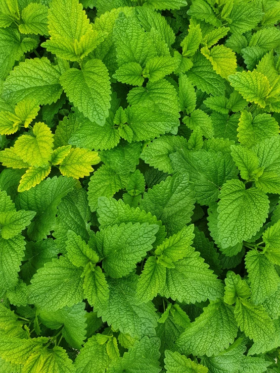 fresh leaves that are growing together with green background