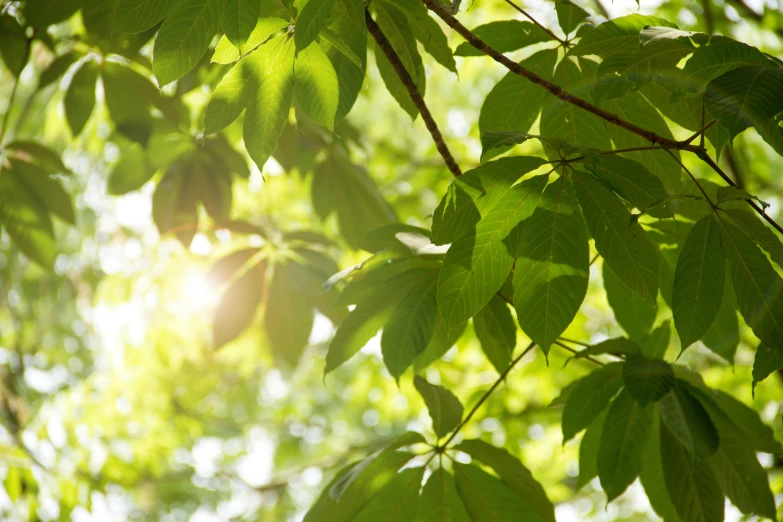 the leaves of a tree in front of sunlight