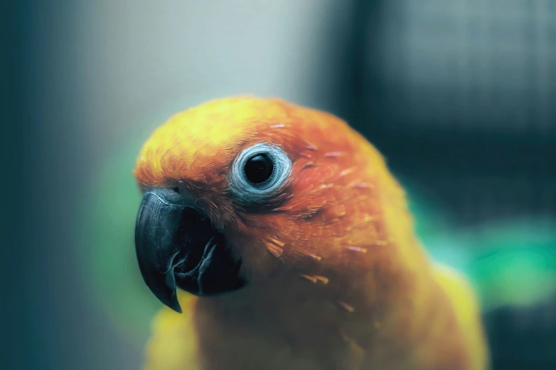the yellow parrot has an intense look on its face