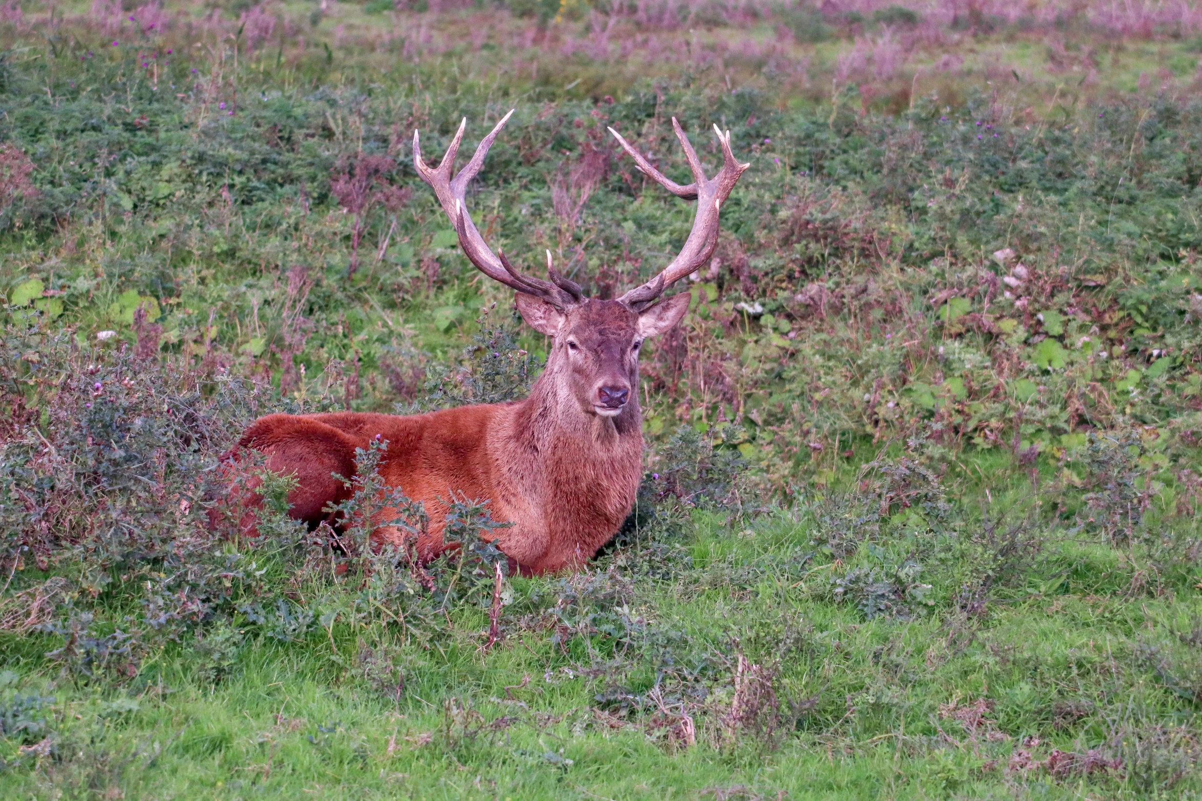 an orange deer with very large horns sitting in the grass