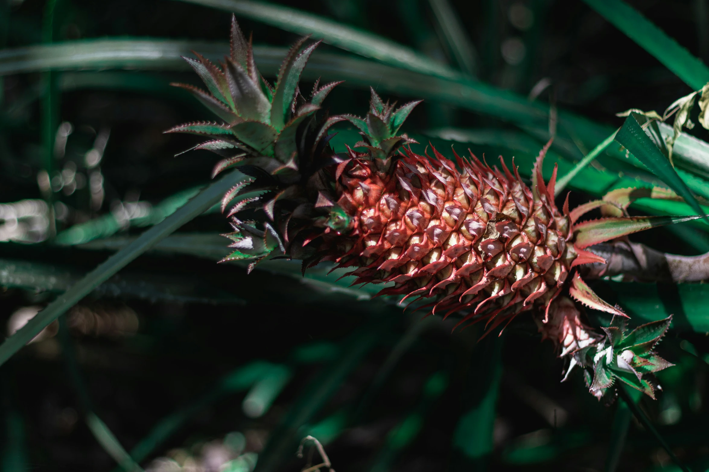 a close up picture of red and white spiky plant