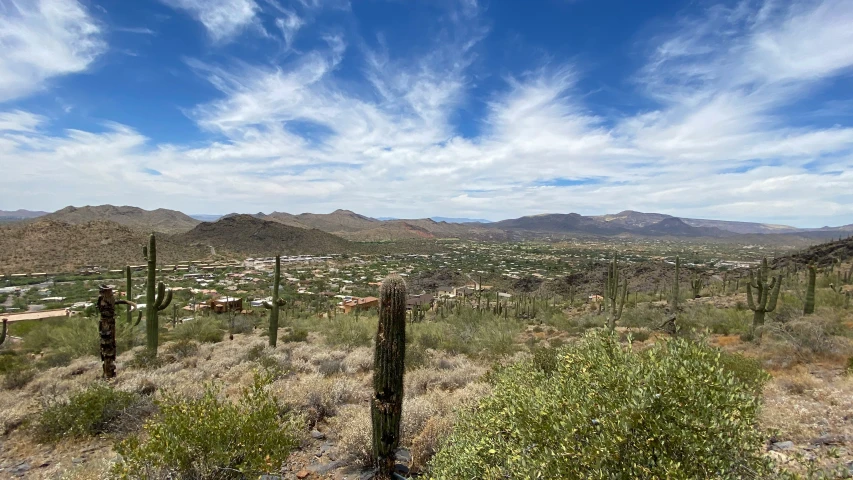 many different cacti stand near each other