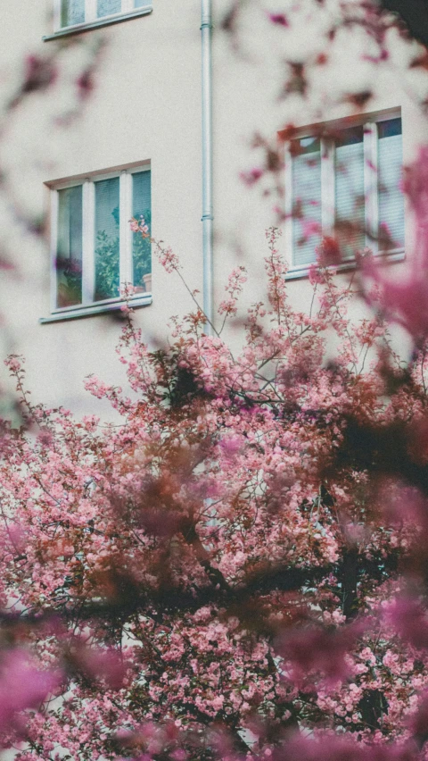 a bunch of pink flowers are in front of some buildings