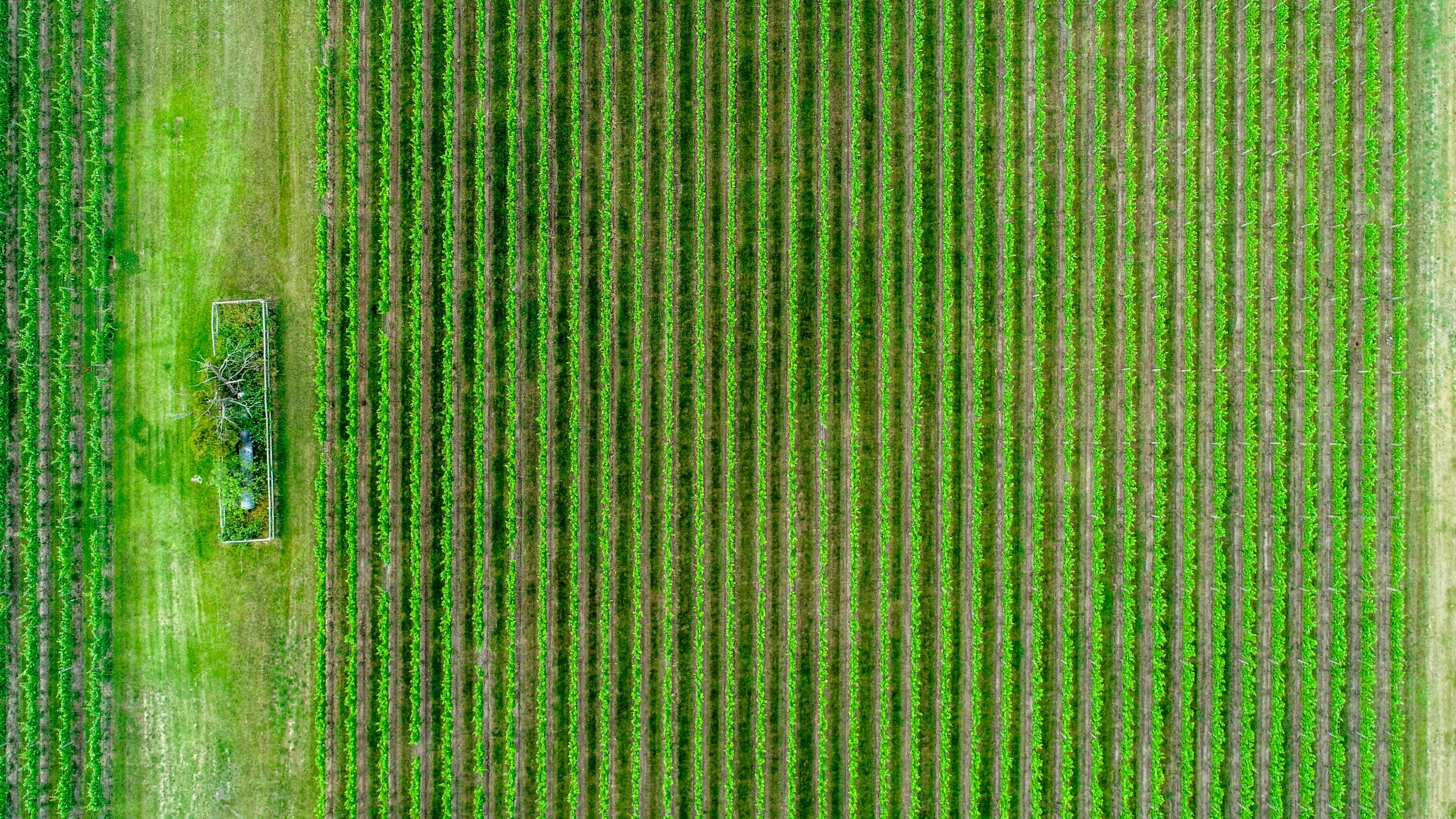 a field with trees, grass and many tracks in the middle