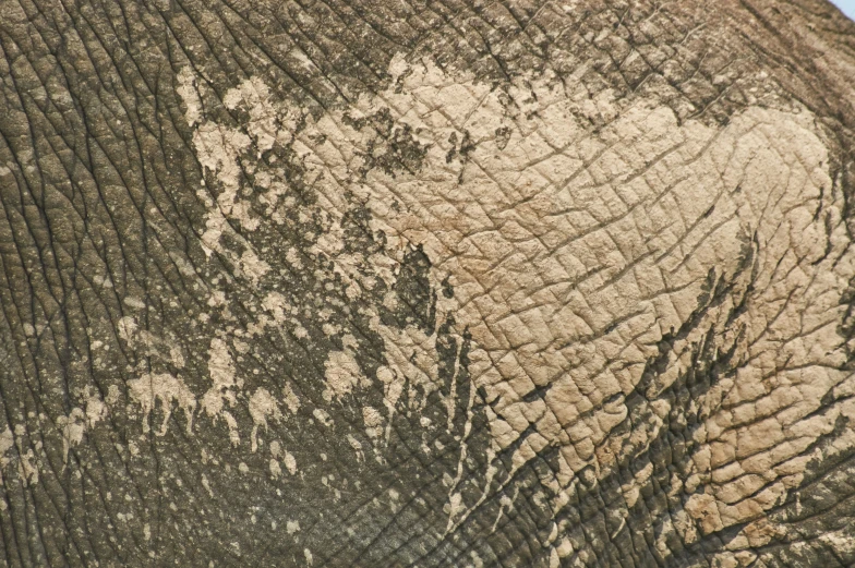 closeup of an elephant's face and its intricate pattern