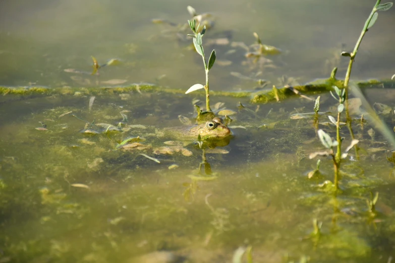 the water has little bubbles and small plants growing from it