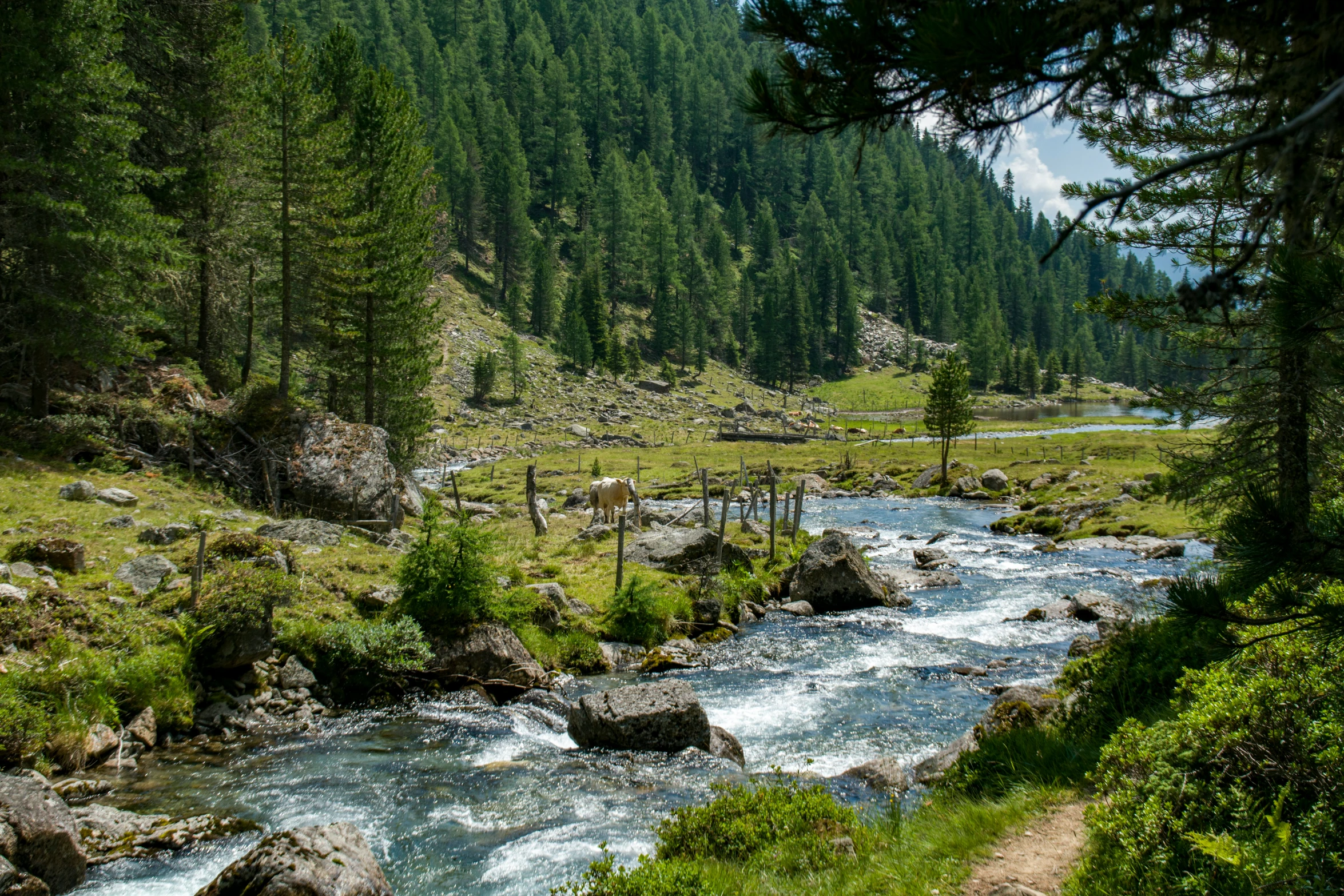 a river with rocks in it and trees and grass on either side