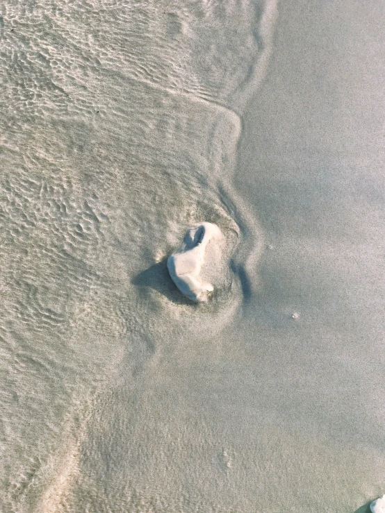 an animal prints in the sand as it rests on the beach