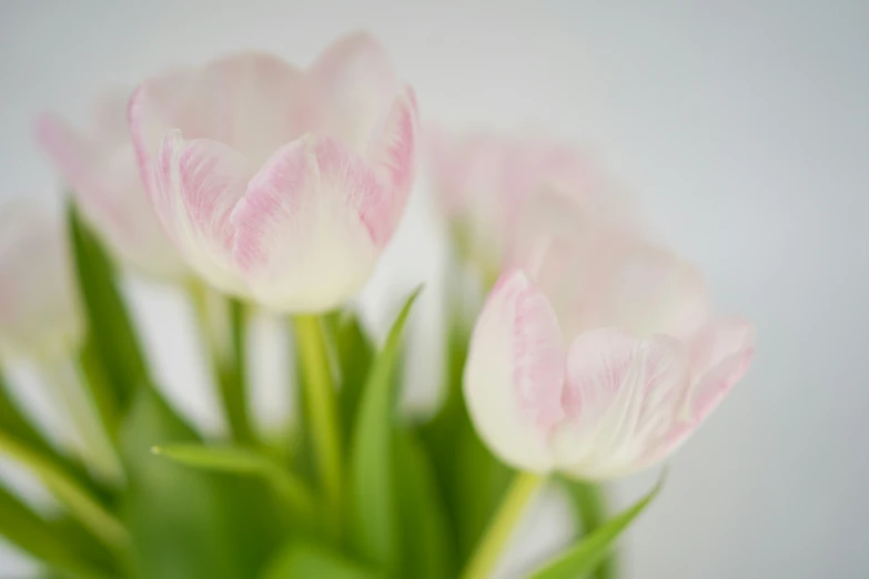 several pink flowers are on the stem in the vase