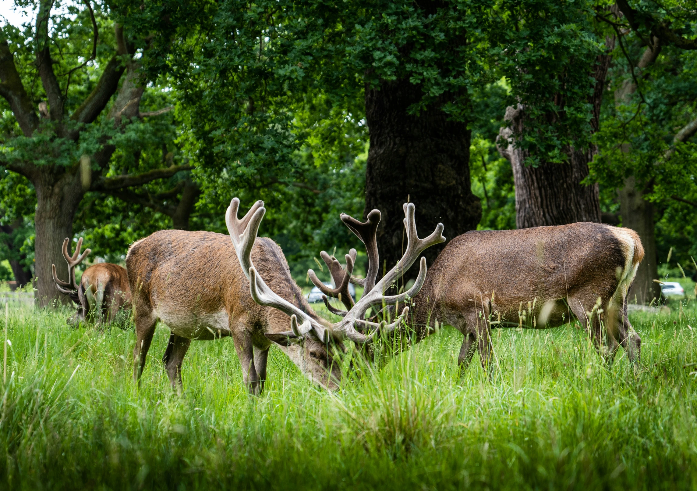 some very pretty deer in the grass near trees