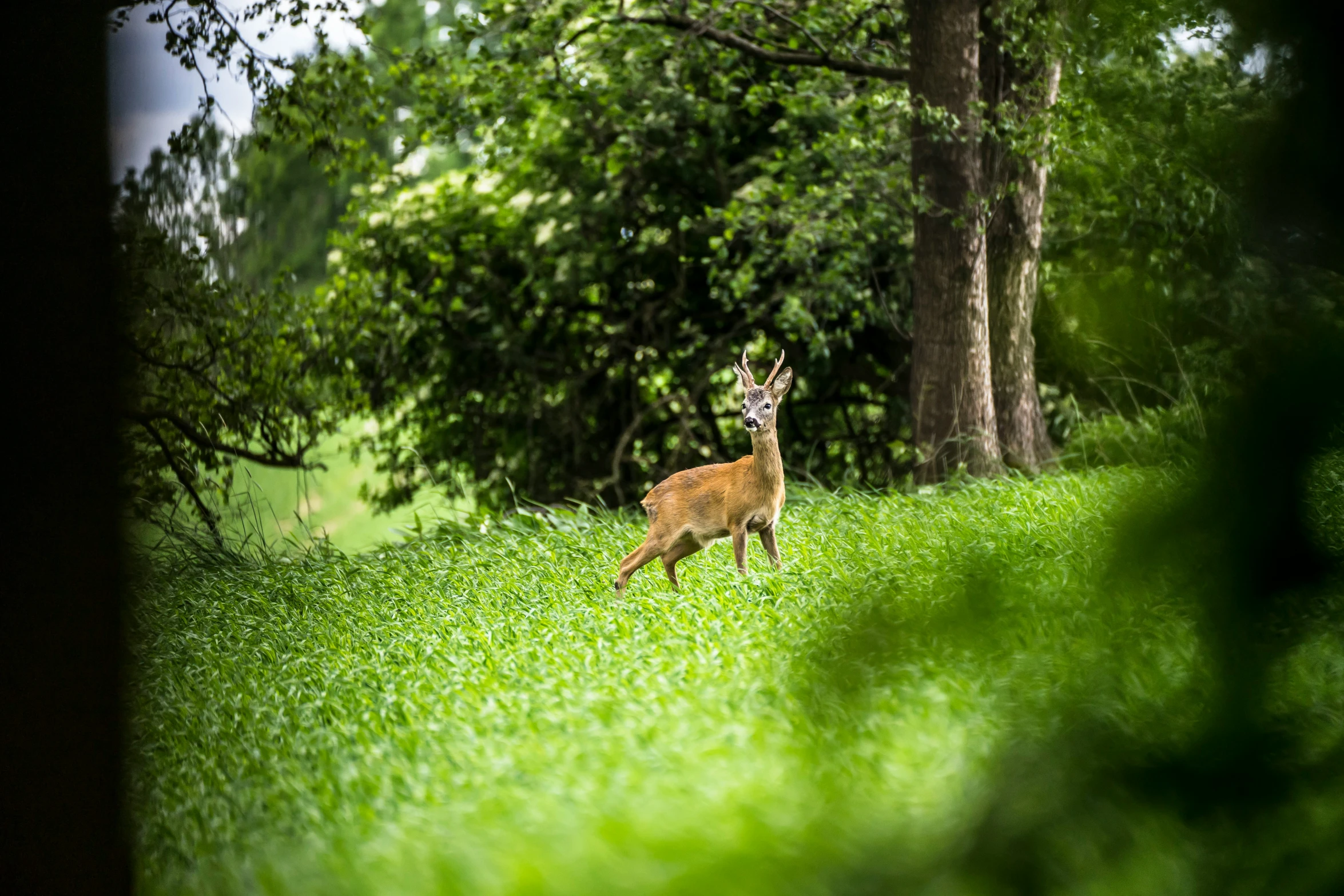 there is a deer that is standing in the woods