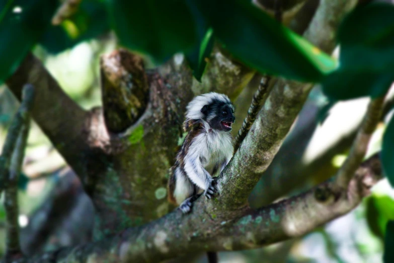 a white and black monkey sits in a tree