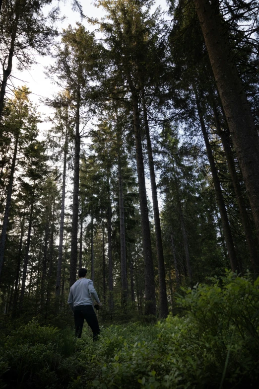 a man standing in a field between tall trees