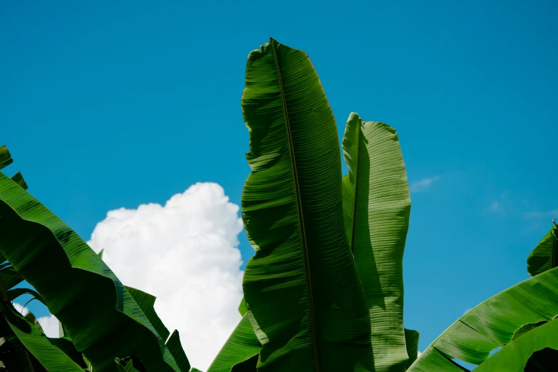 the bottom part of a large plant that is very big