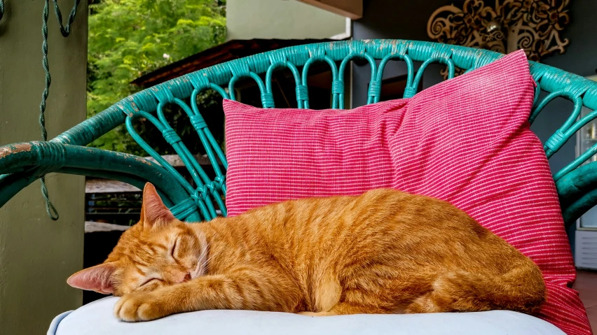 a orange tabby cat sleeps on a cushion