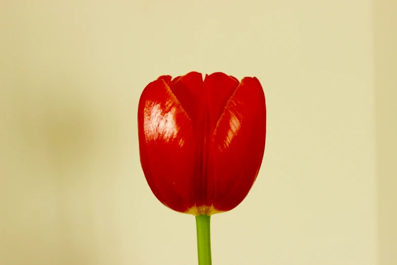 a large red tulip is standing upright on the table