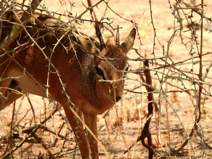 a small deer walking behind the nches of a tree