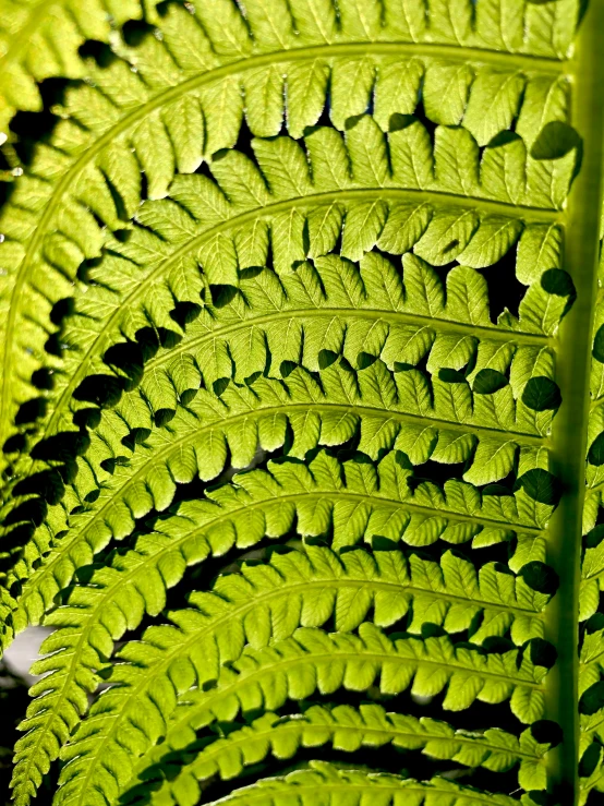 the leaves are showing their delicate green color