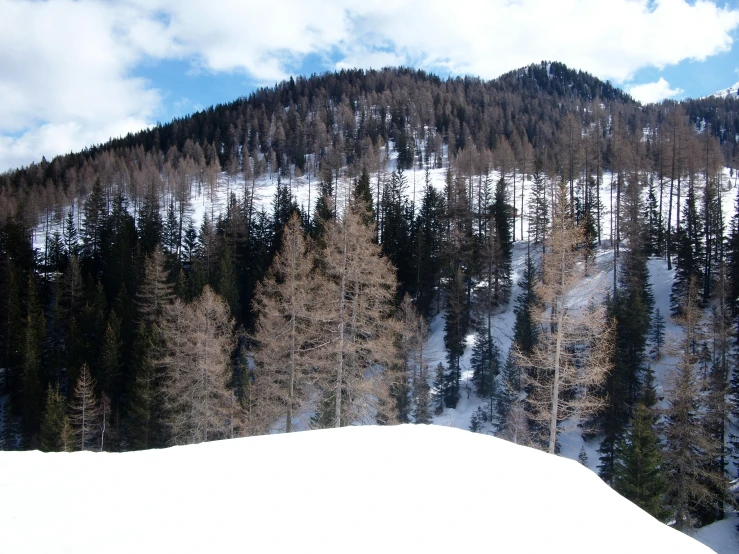 the snow covered mountain range is behind a forest