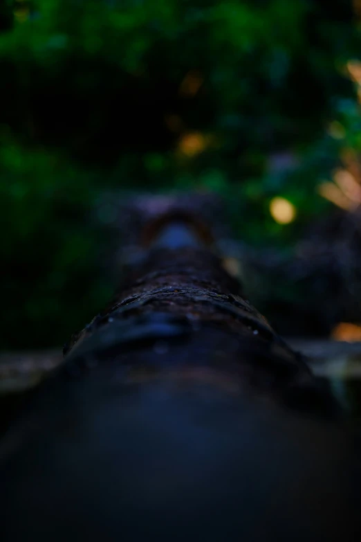 a close - up of the top section of an old tree trunk