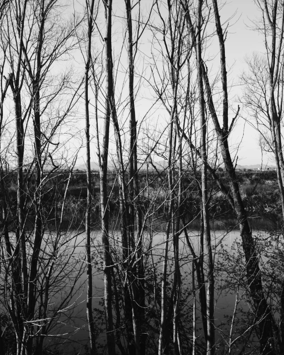 the trees in front of the river are bare